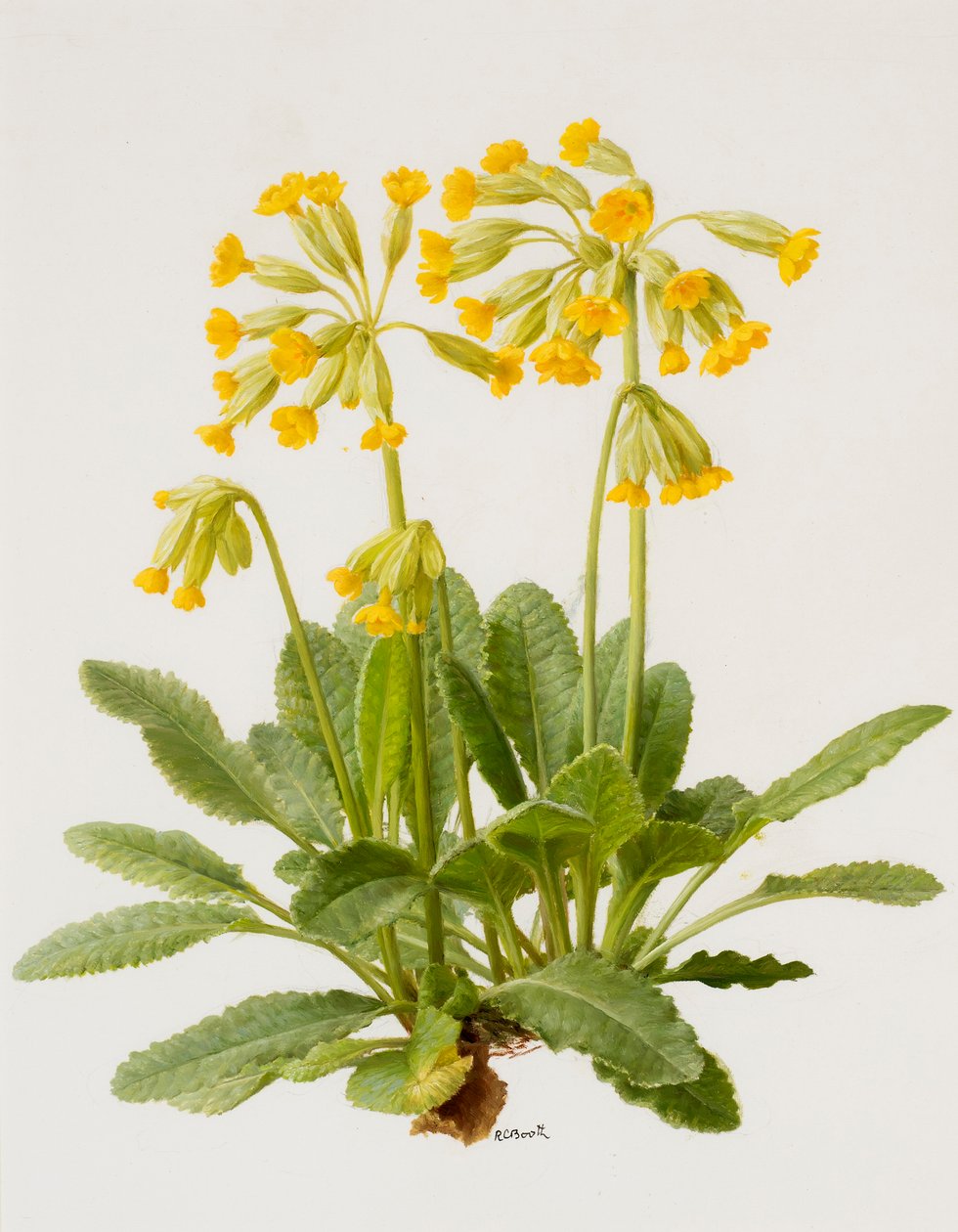 Cowslips (olej na desce) autorstwa Raymond Booth