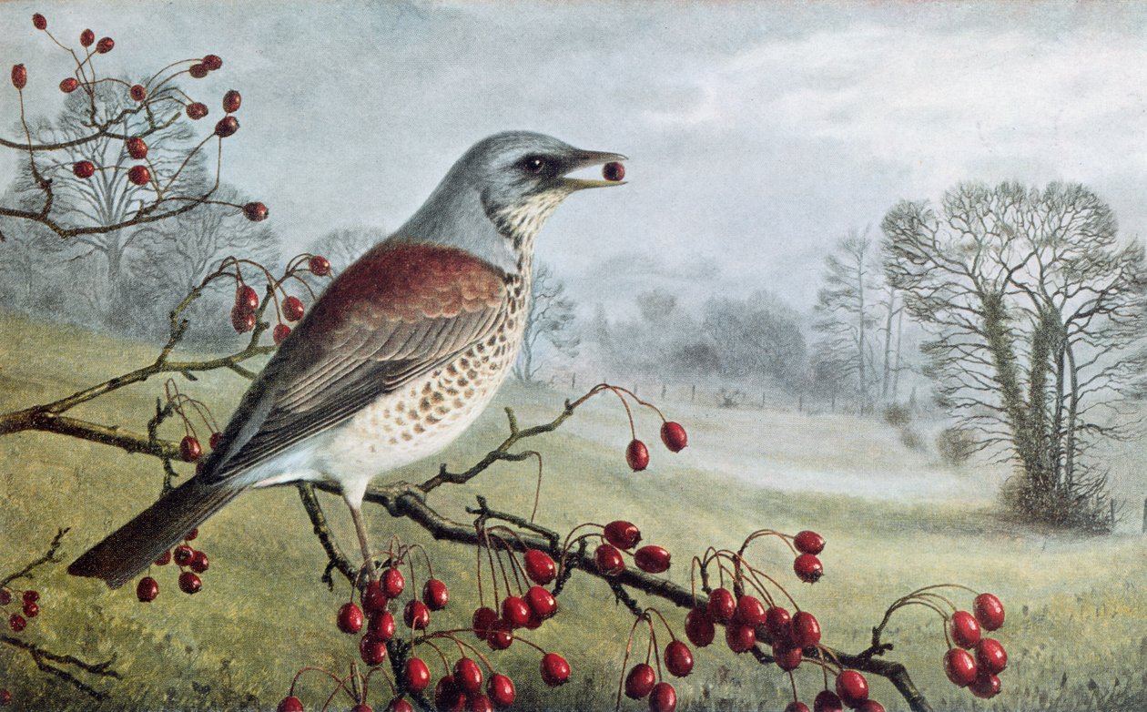 Fieldfare autorstwa Raymond Booth