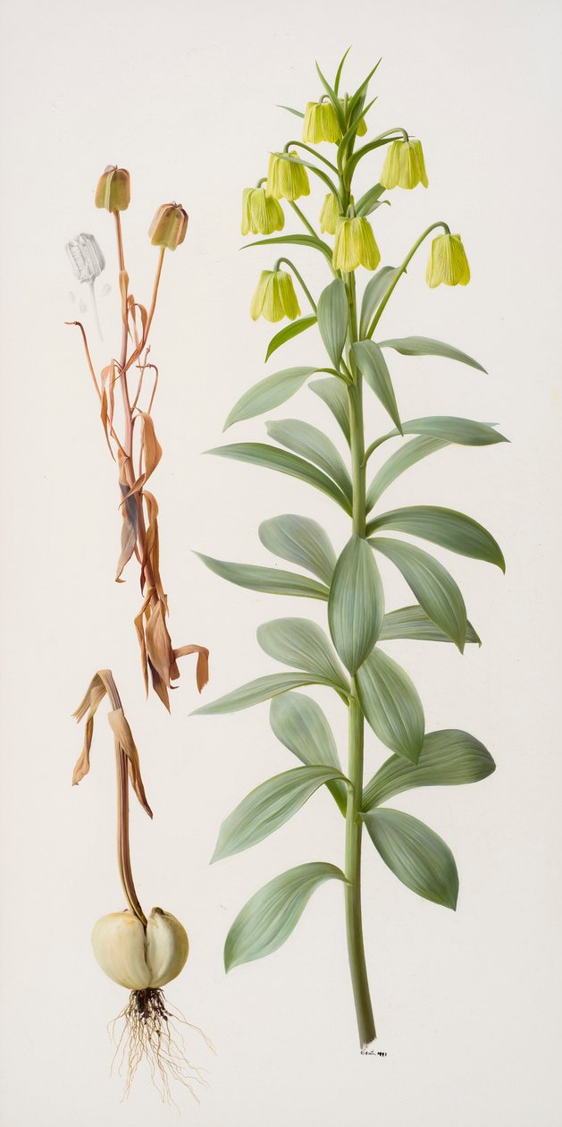 Fritillaria pallidiflora autorstwa Raymond Booth