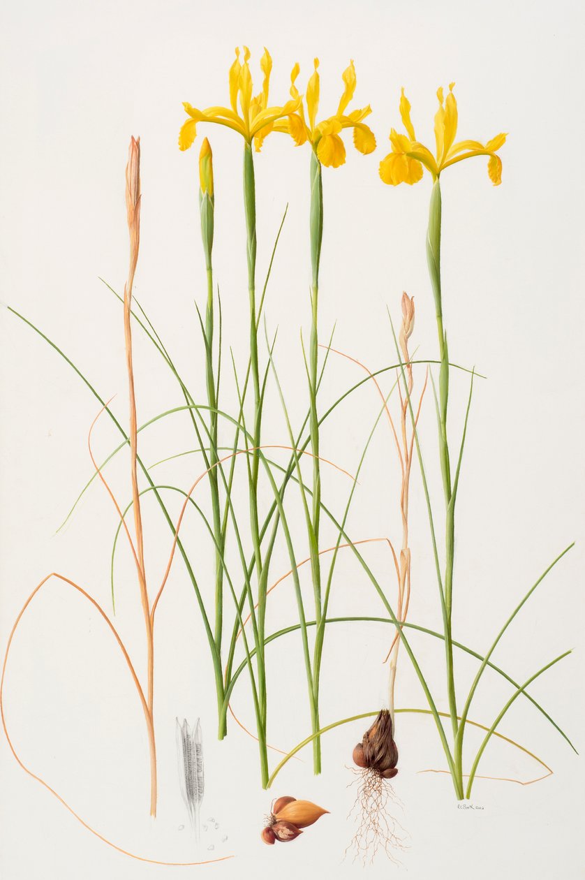 Iris spuria, 2002 (olej na papierze) autorstwa Raymond Booth