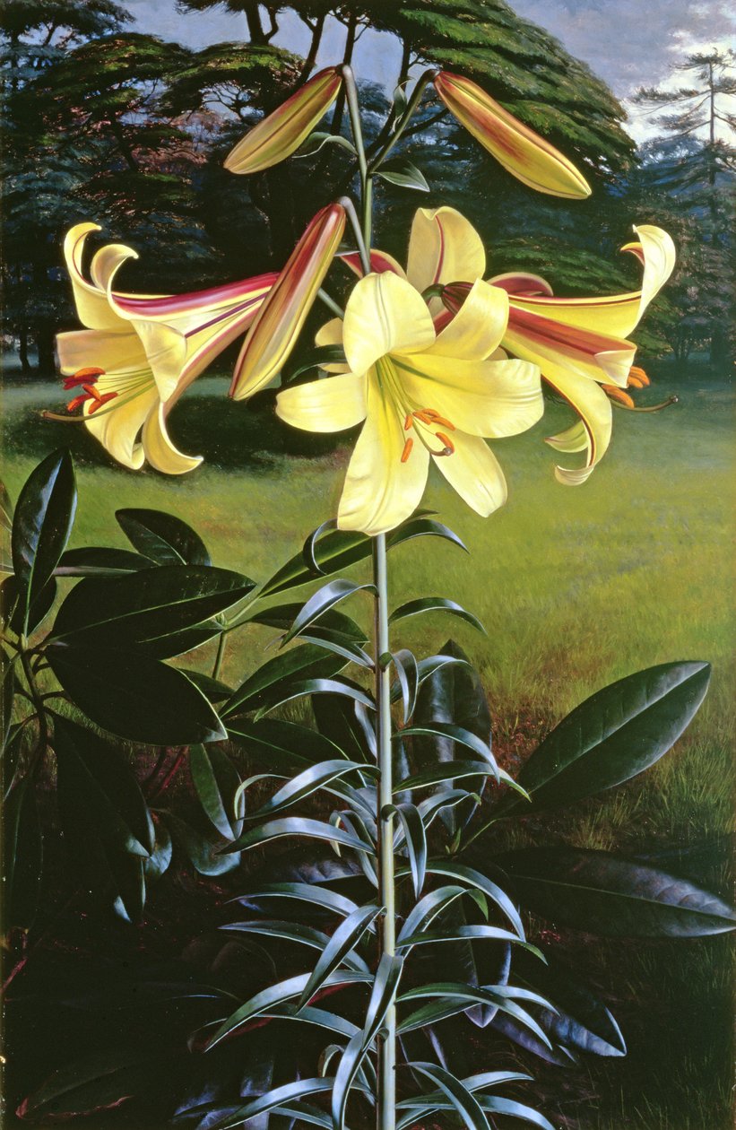 Lilium Golden Clarion autorstwa Raymond Booth