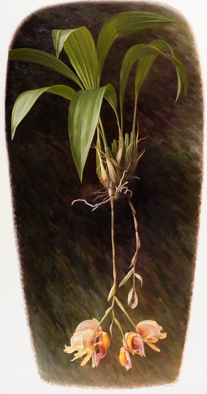 Orchidea autorstwa Raymond Booth