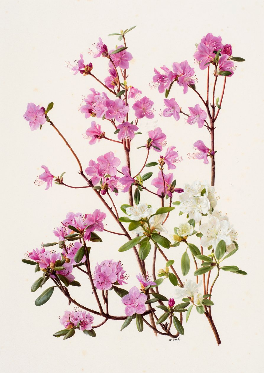 Rododendron dauricum (olej na papierze) autorstwa Raymond Booth