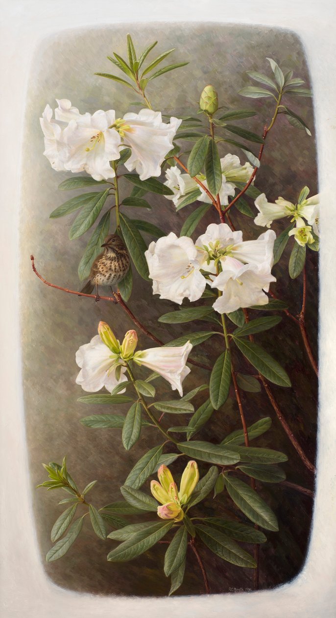 Rododendron lindleyi autorstwa Raymond Booth