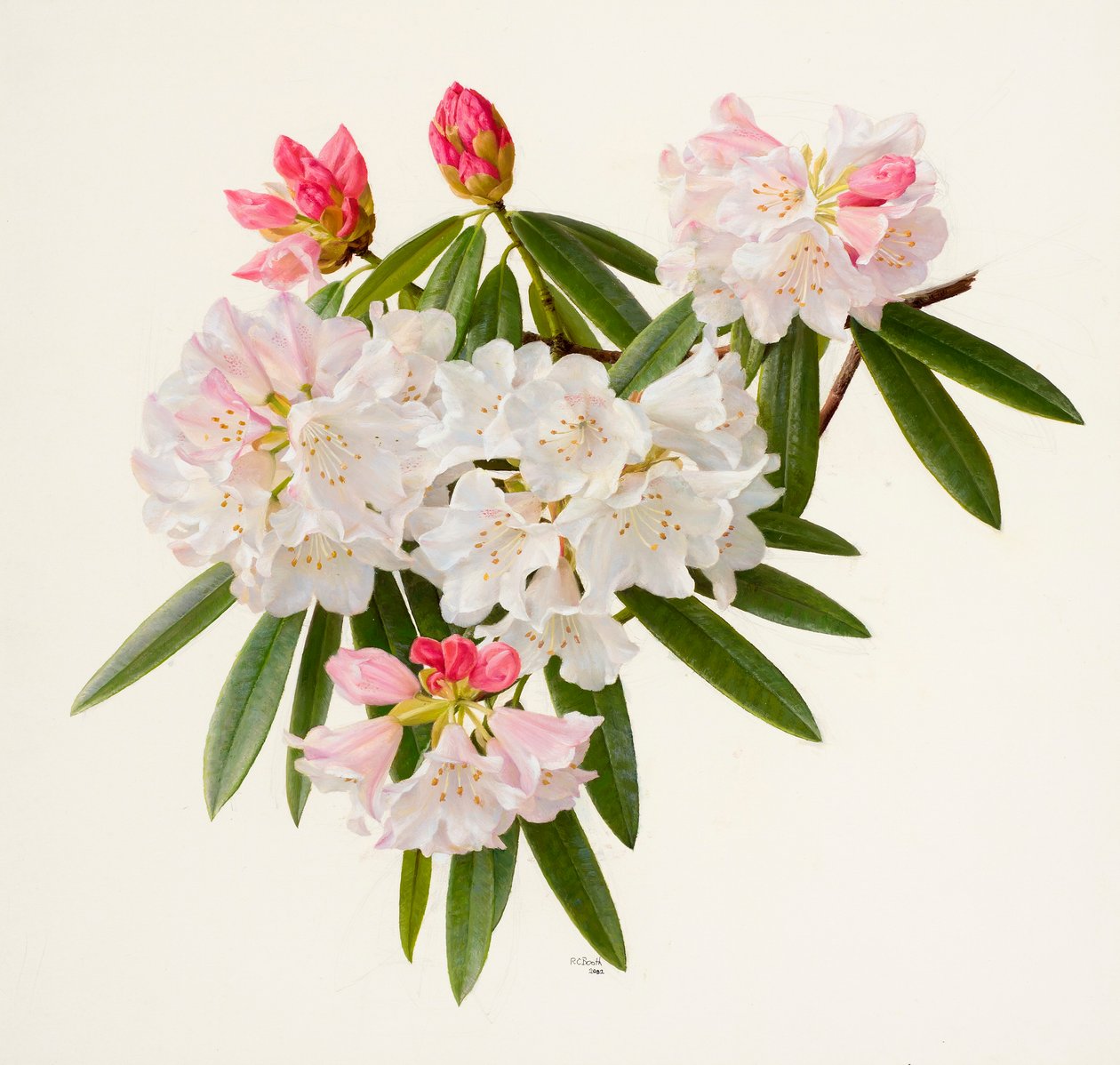 Rhododendron morii (olej na papierze) autorstwa Raymond Booth