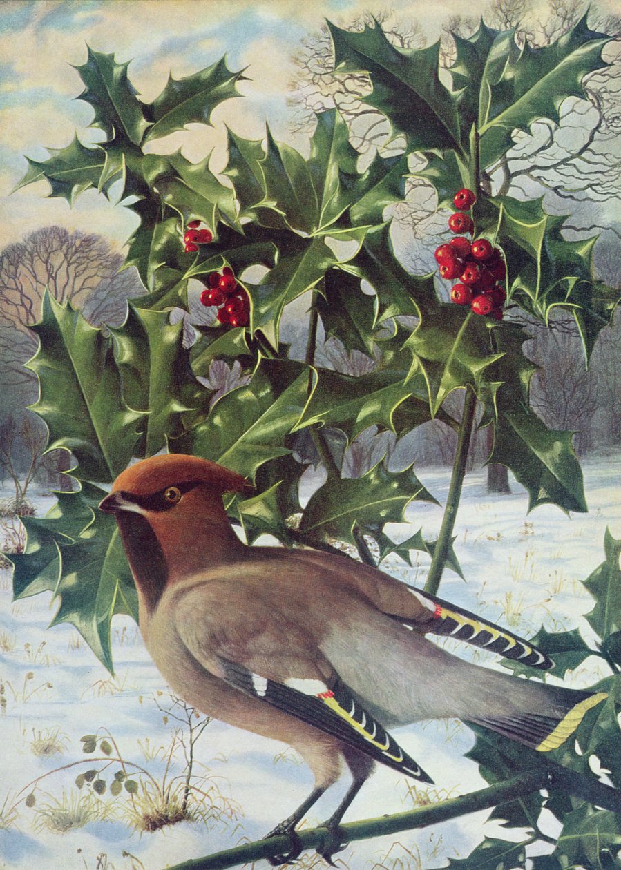 Waxwing autorstwa Raymond Booth