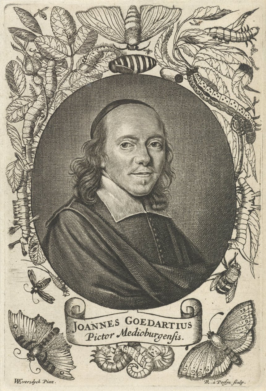 Johannes Goedaert (1617-1668) z Middelburg autorstwa Reinier van Persijn