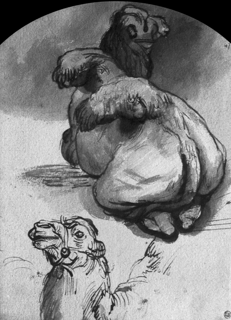 Wielbłądy (pióro, tusz i wash na papierze) autorstwa Rembrandt van Rijn