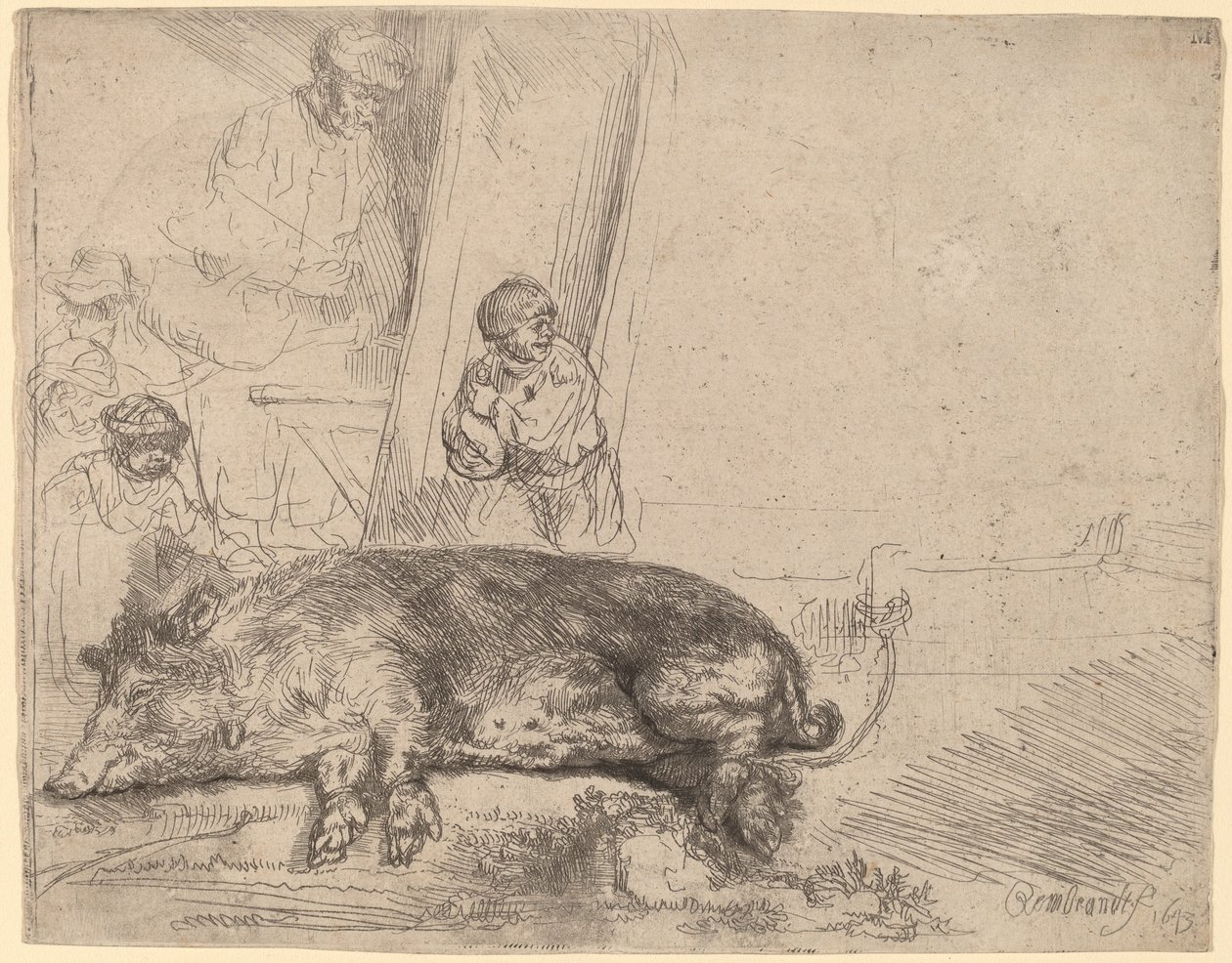 Wieprz autorstwa Rembrandt van Rijn