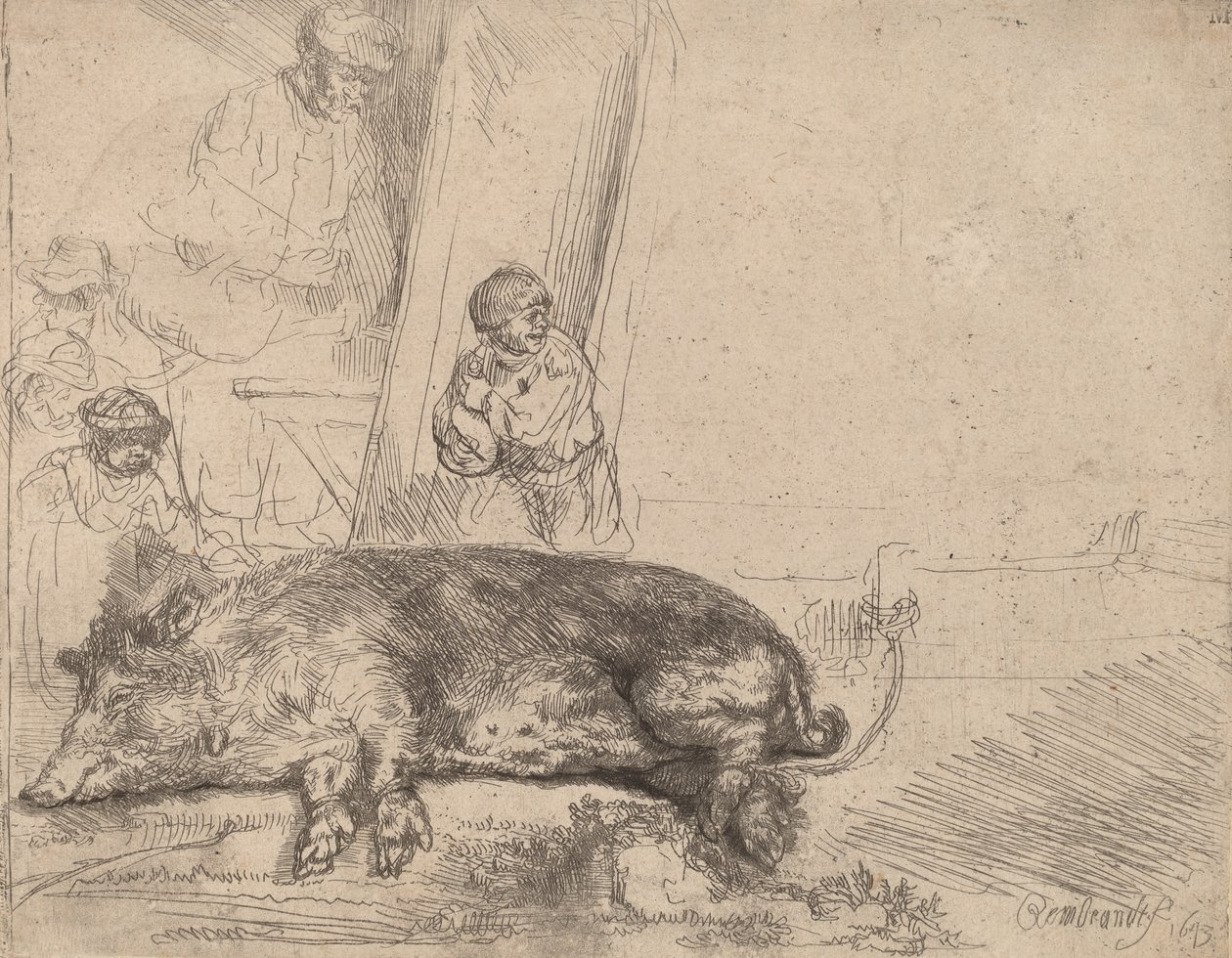 Wieprz, 1643. autorstwa Rembrandt van Rijn
