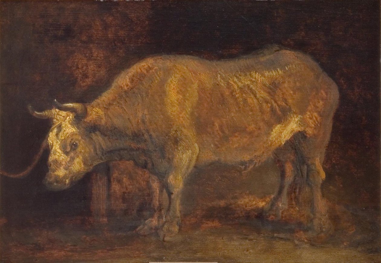 Wół stojący autorstwa Rembrandts skole