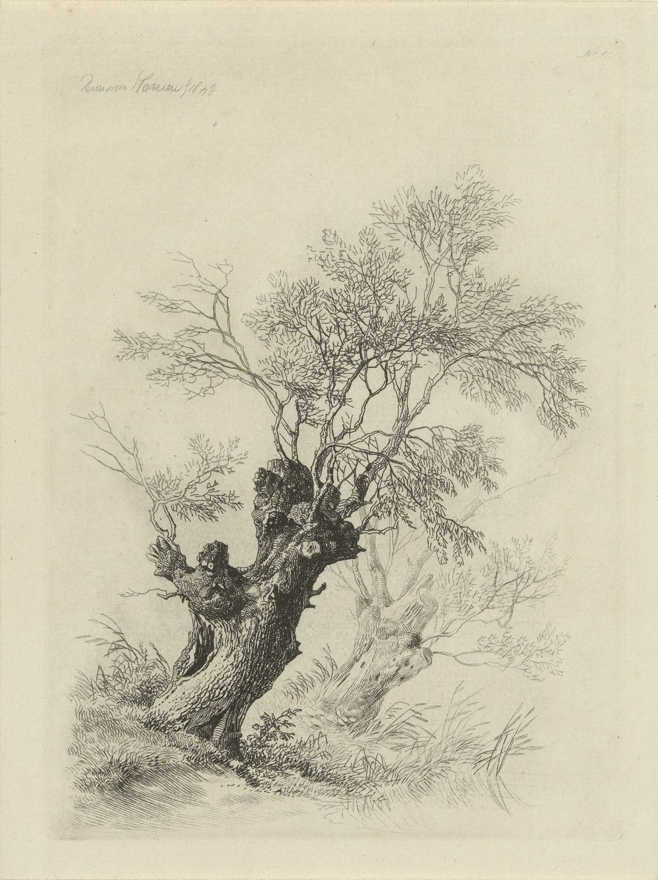 Wierzba autorstwa Remigius Adrianus Haanen