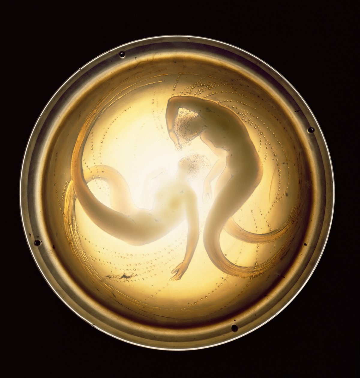 Dwie lampy sufitowe Syrena (szkło) autorstwa Rene Jules Lalique