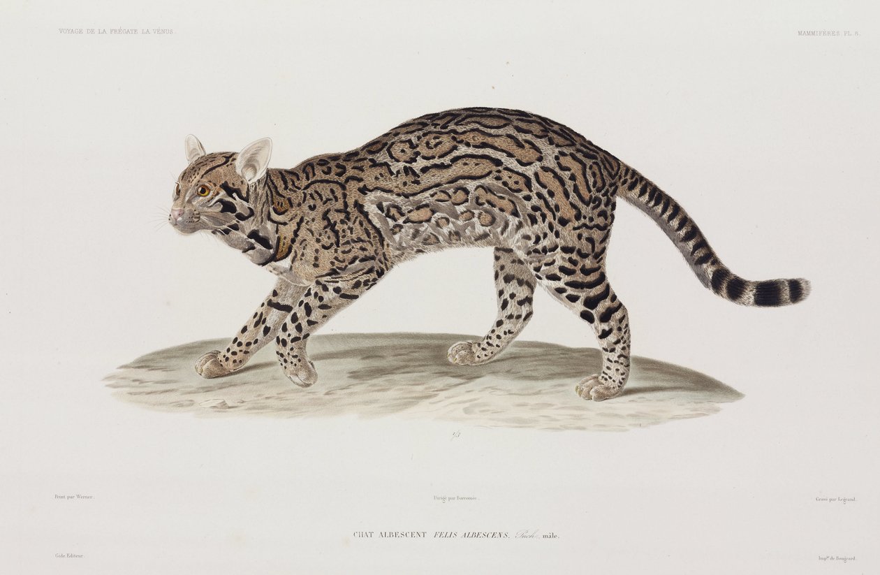 Ocelot, USA autorstwa John Pardon