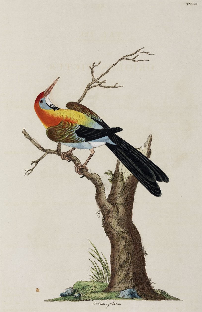 Wilga autorstwa John Pardon