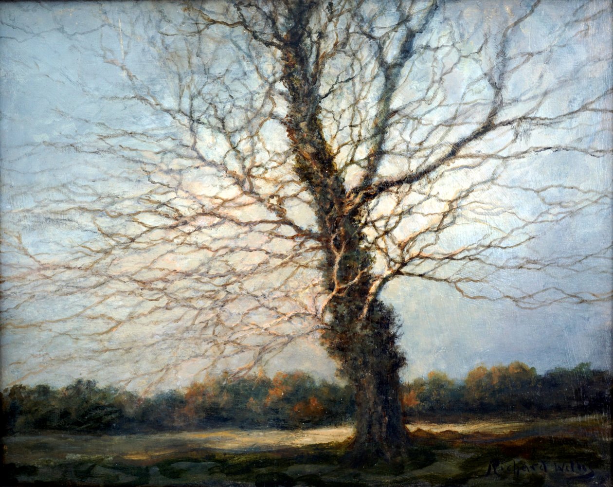 Drzewo oświetlone słońcem autorstwa Richard Willis