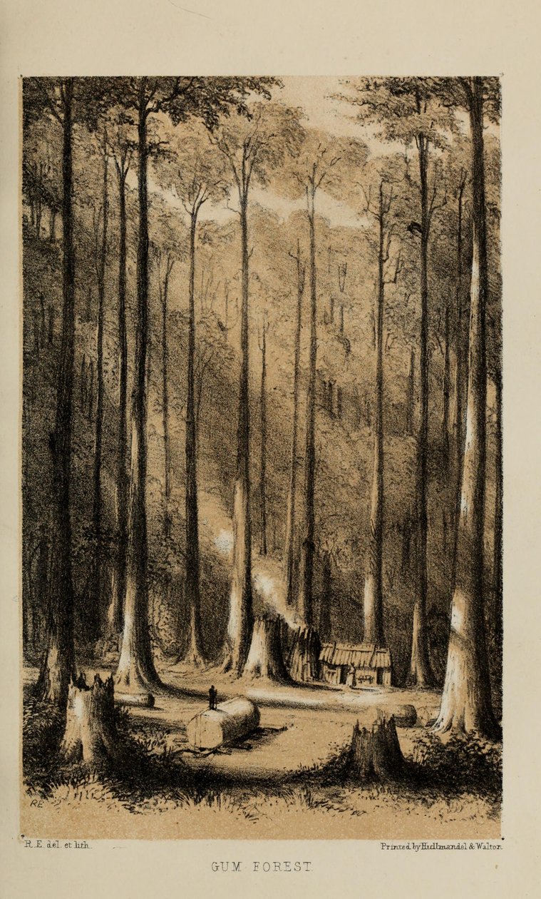 Gum Forest, akwarela Roberta Elwesa (1819-1878), bogatego młodego brytyjskiego dżentelmena z Norfolk autorstwa Robert Elwes