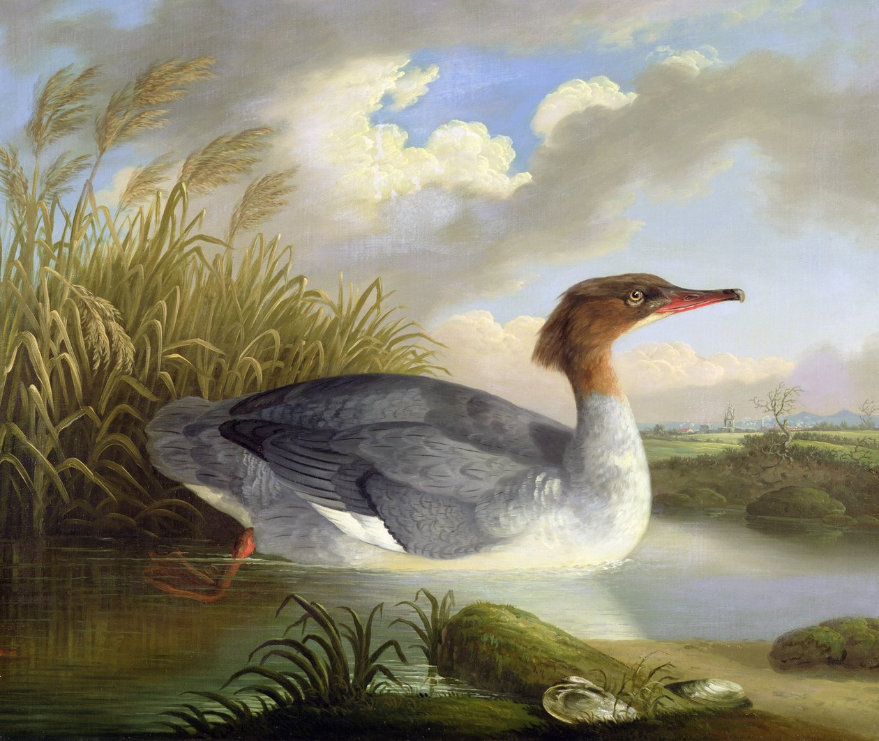 Nurek z Dun (Goosander) autorstwa Robert Wilkinson Padley
