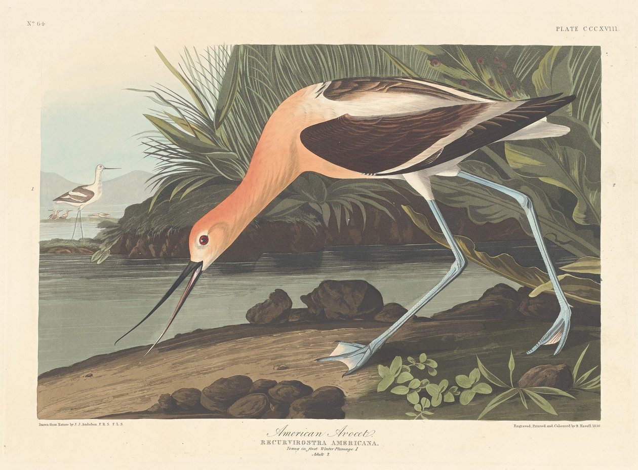 Avocet amerykański, 1836. autorstwa Robert Havell