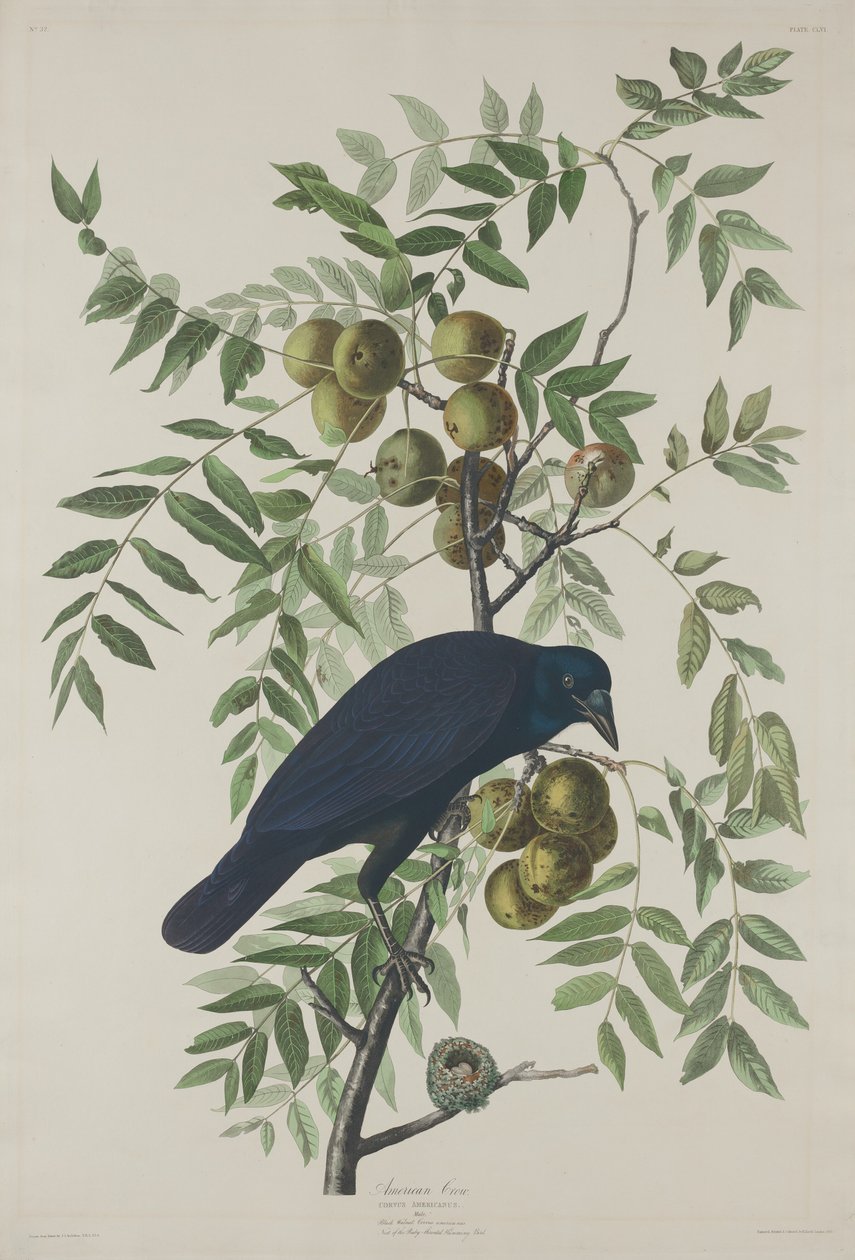 Wrona amerykańska, 1833. autorstwa Robert Havell