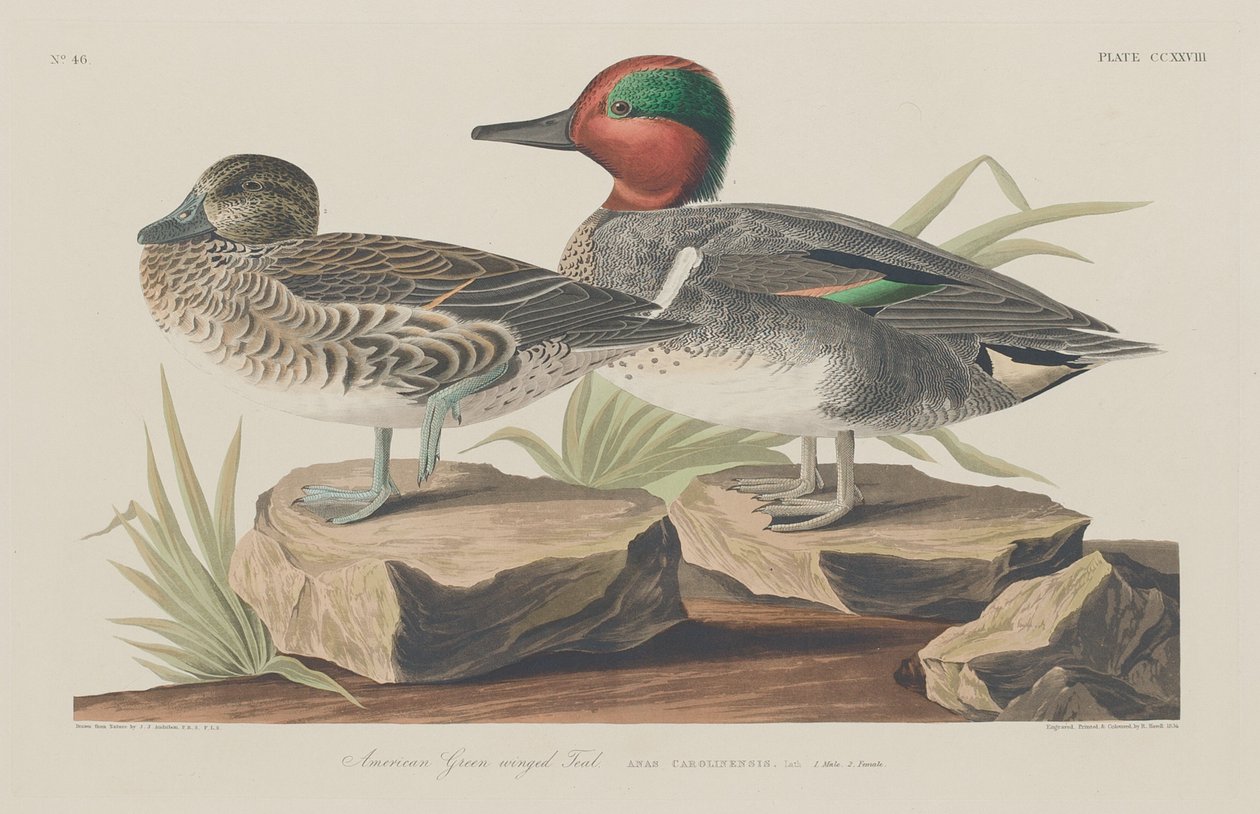 Cyraneczka amerykańska zielonoskrzydła, 1834. autorstwa Robert Havell