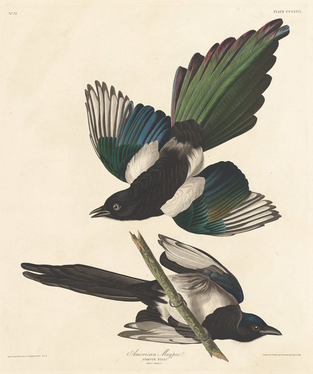 Sroka amerykańska, 1837. autorstwa Robert Havell