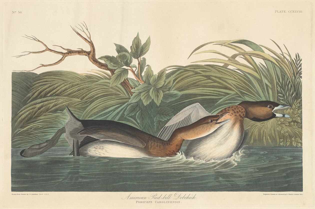 Amerykański Pied-Bill Dobchick, 1835. autorstwa Robert Havell