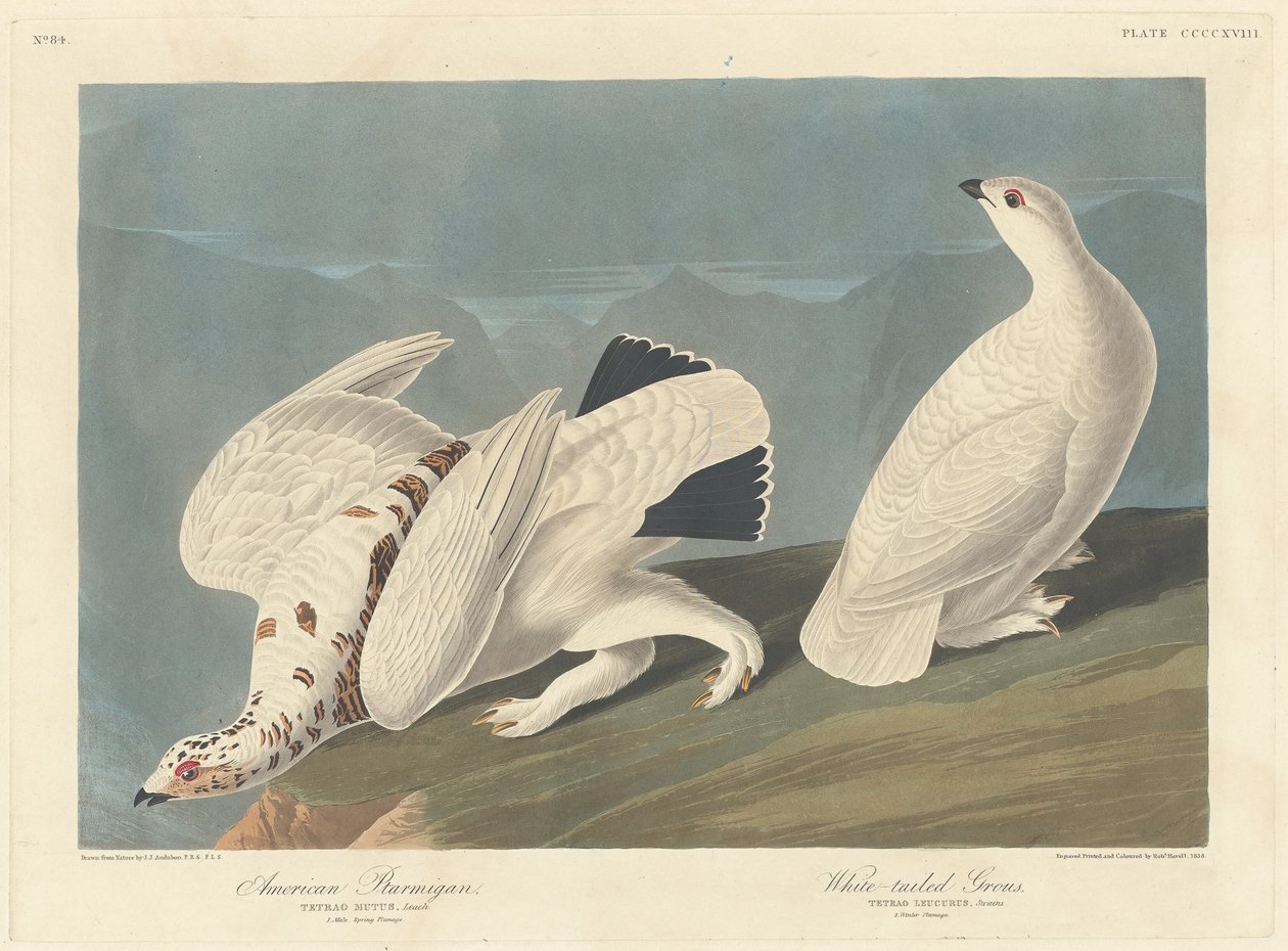 Ptarmigan amerykański i cietrzew bielik, 1838. autorstwa Robert Havell