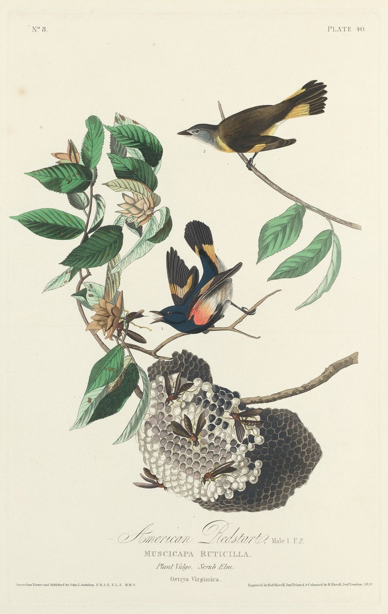 Kopciuszek amerykański, 1828. autorstwa Robert Havell