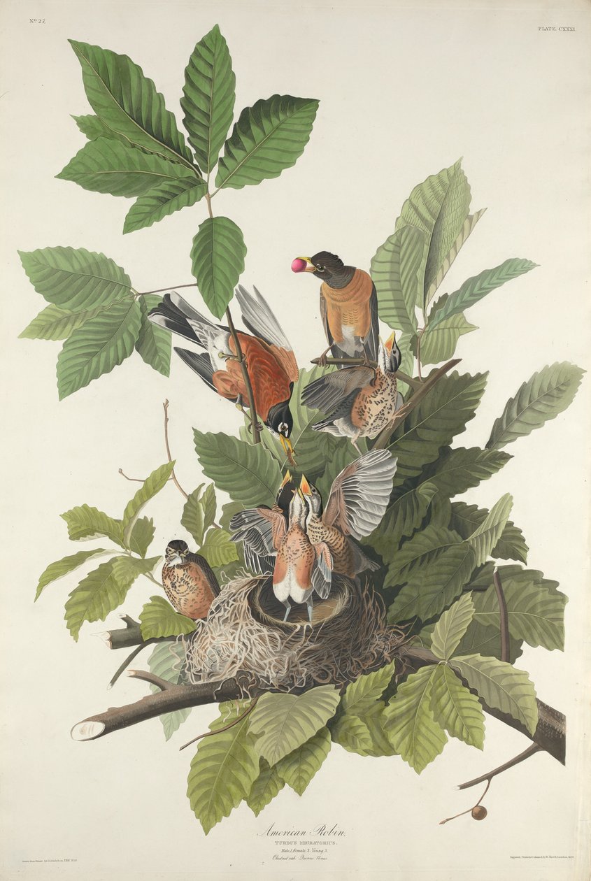 Amerykański Robin, 1832. autorstwa Robert Havell