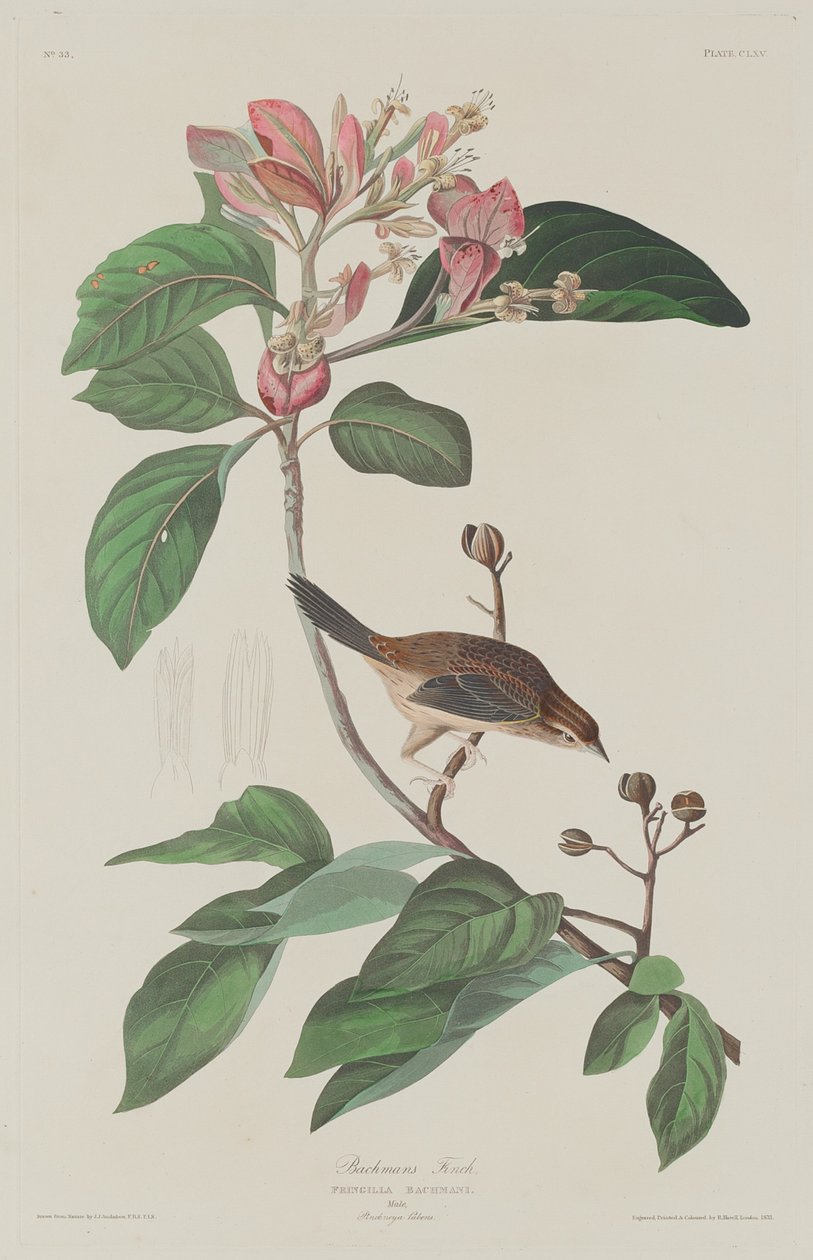 Bachmans Finch, 1833. autorstwa Robert Havell