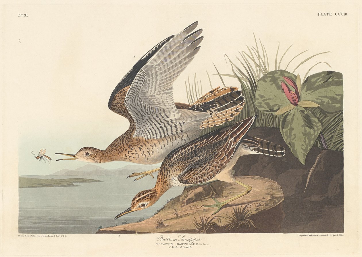 Bartram Sandpiper, 1836. autorstwa Robert Havell