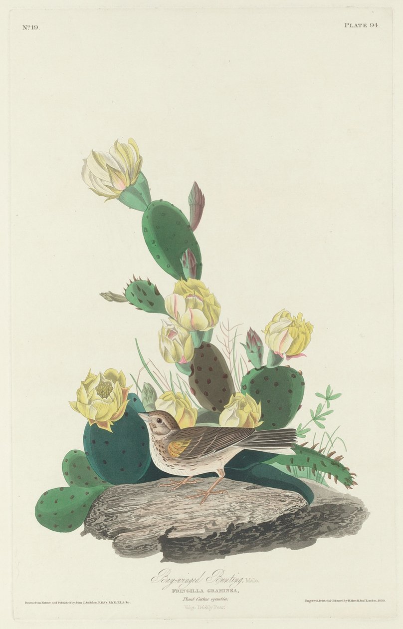 Trznadel skrzydłowy, 1830. autorstwa Robert Havell