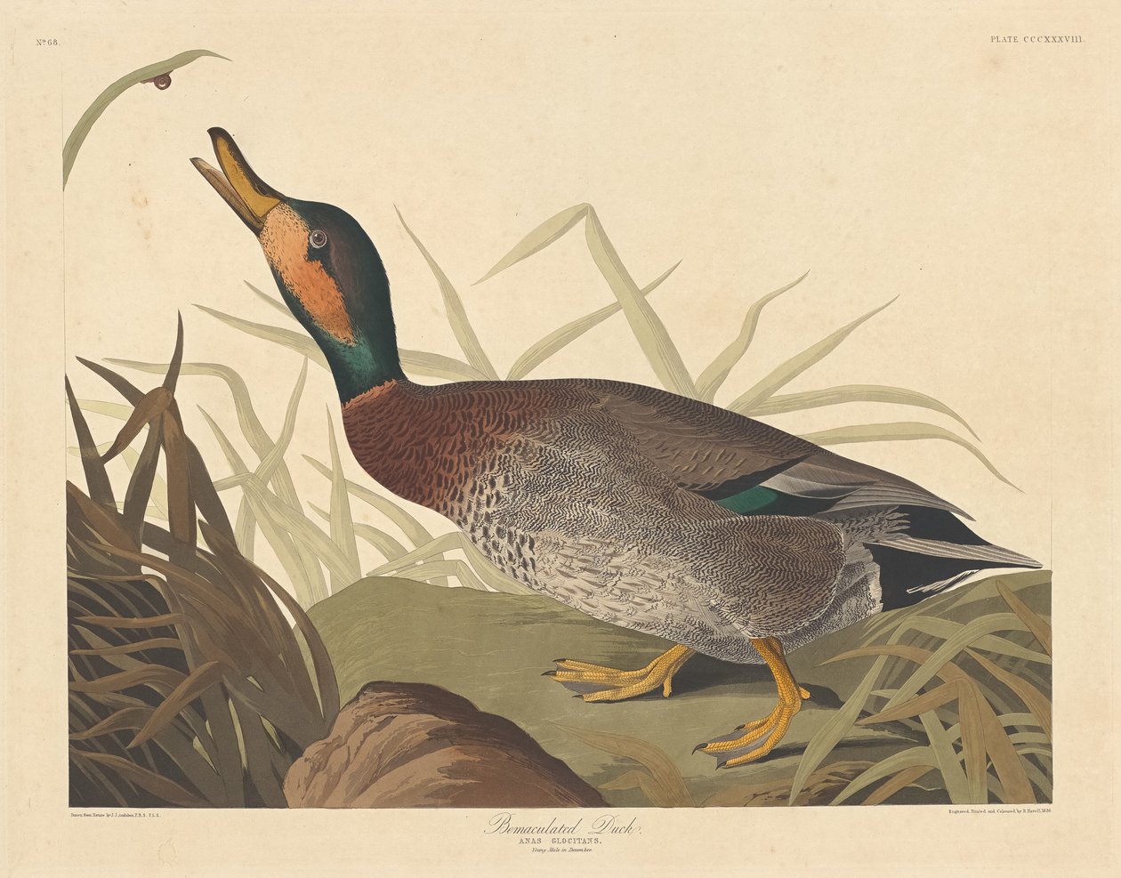 Kaczka pokalana, 1836. autorstwa Robert Havell