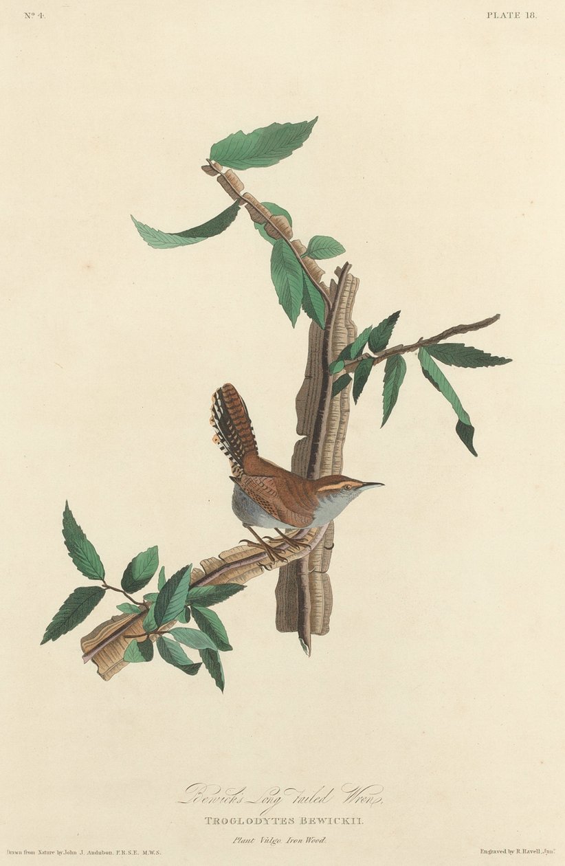 Strzyżyk długoogoniasty Bewicka, 1827. autorstwa Robert Havell
