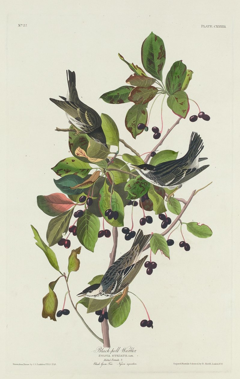 Pokrzewka czarnogłowa, 1832. autorstwa Robert Havell