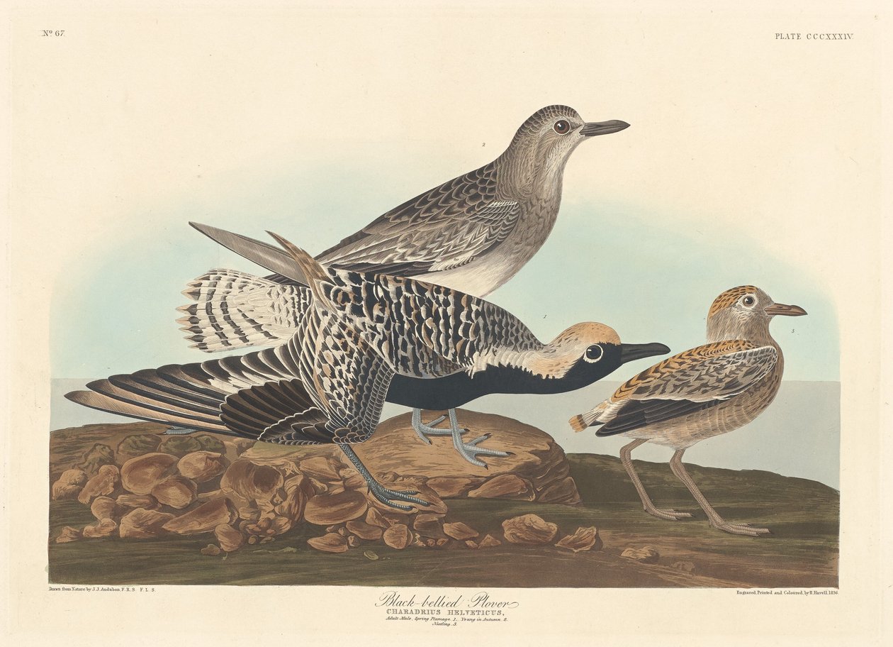 Sieweczka czarnobrzucha, 1836. autorstwa Robert Havell