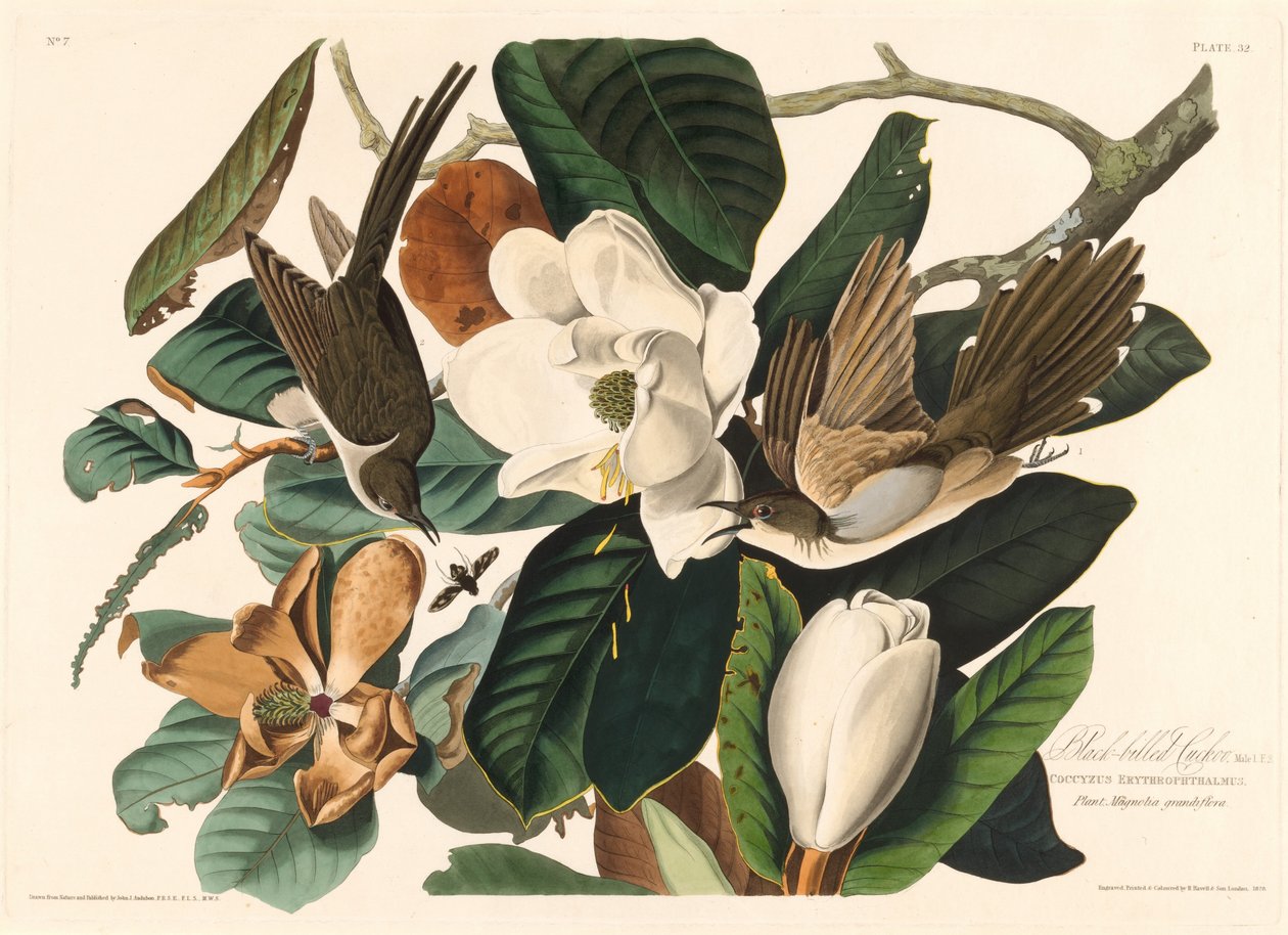 Kukułka czarnodzioba, 1828. autorstwa Robert Havell