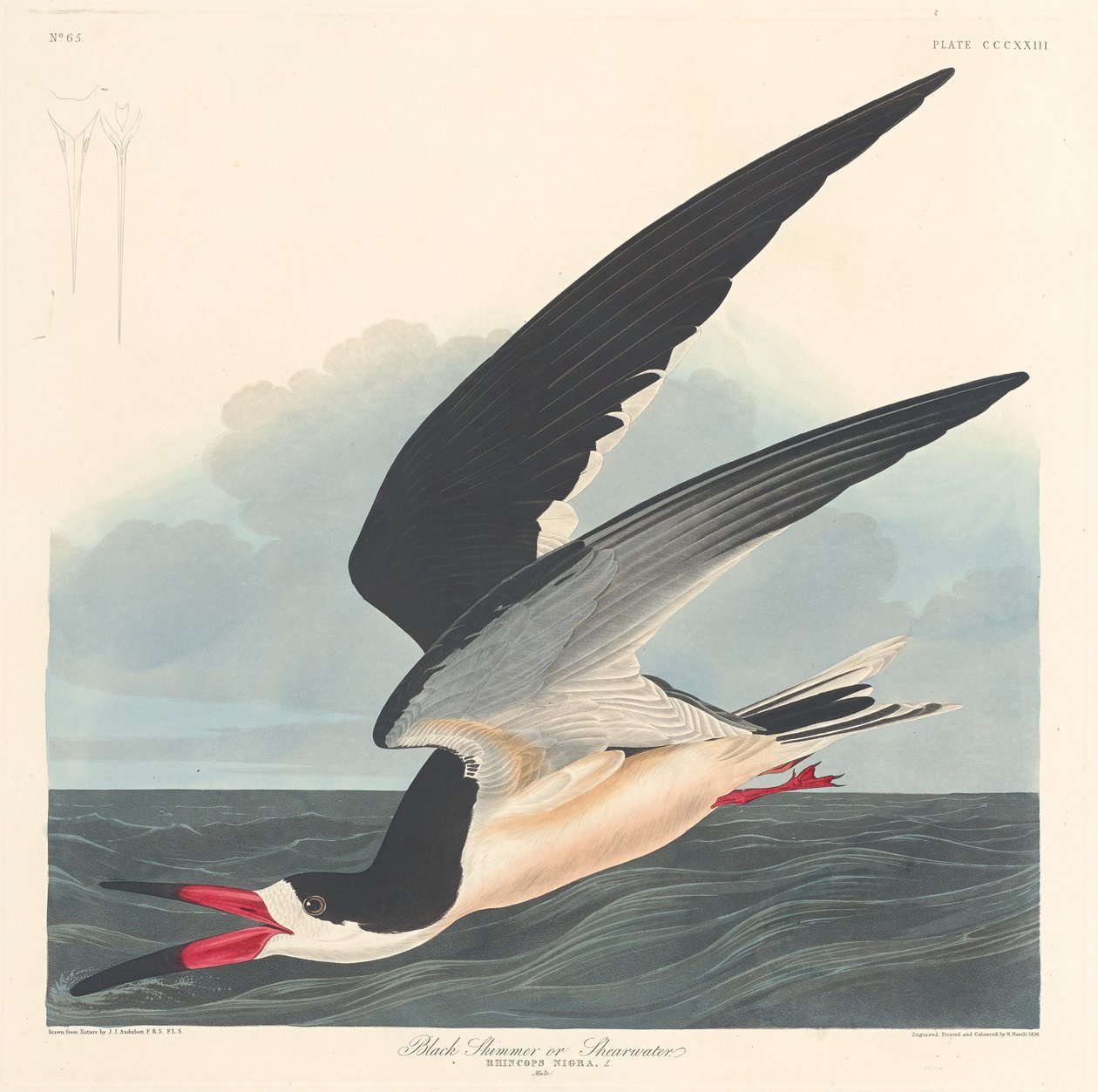 Czarny skimmer, 1836. autorstwa Robert Havell