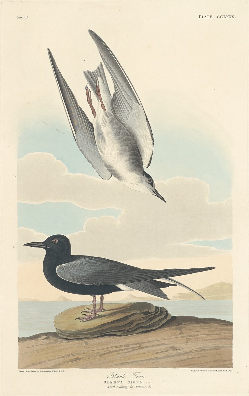 Rybitwa czarna, 1835. autorstwa Robert Havell