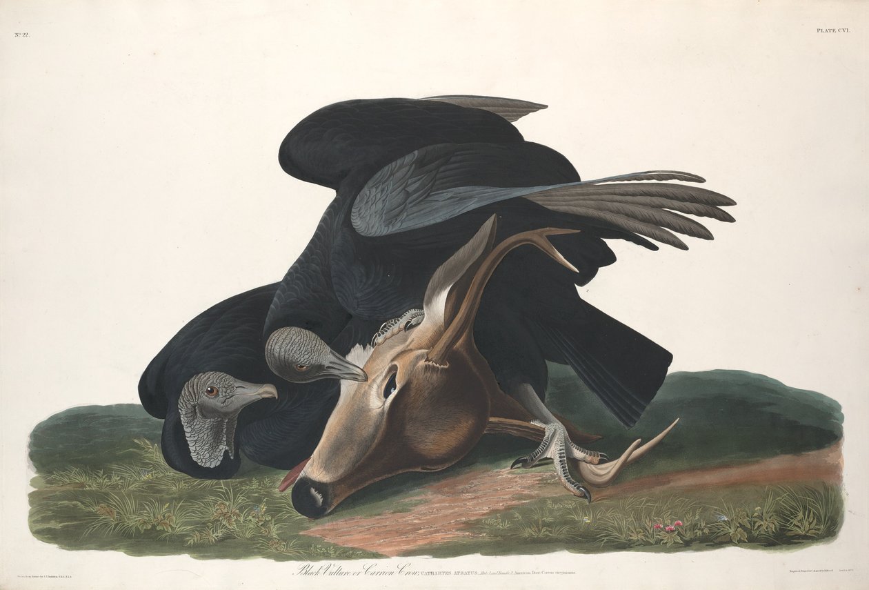 Czarny sęp, 1831. autorstwa Robert Havell