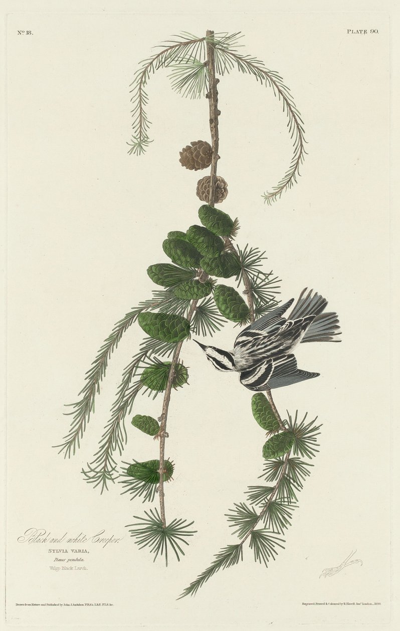 Pnącze czarno-białe, 1830. autorstwa Robert Havell