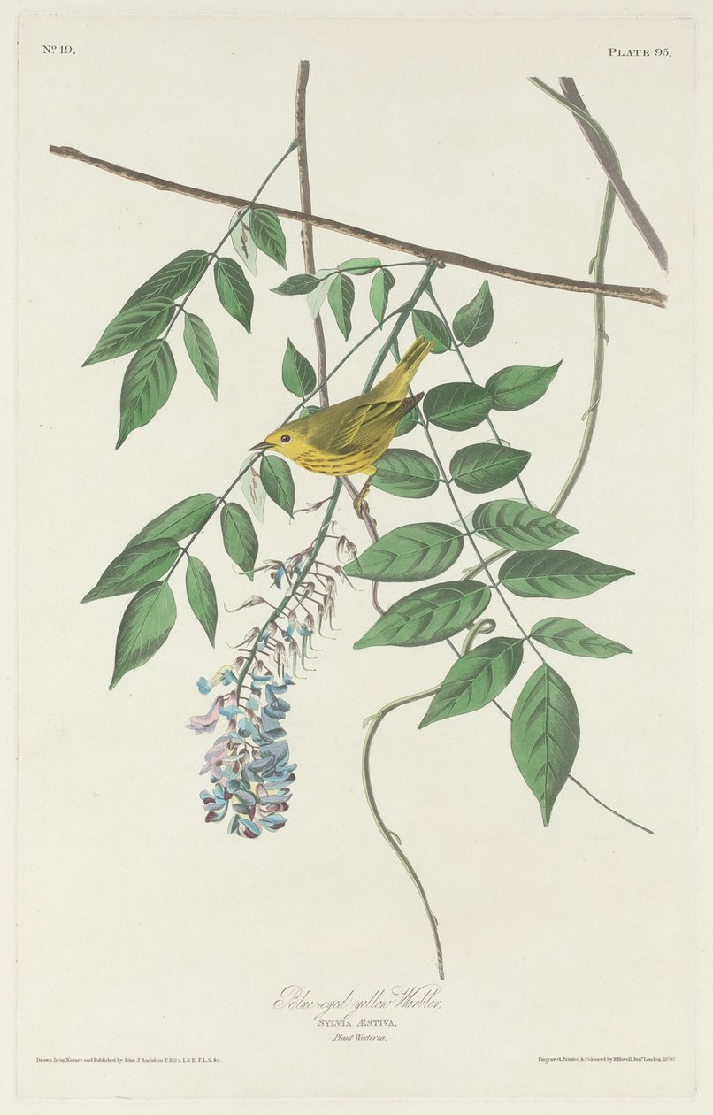 Niebieskooka żółta gajówka, 1830. autorstwa Robert Havell