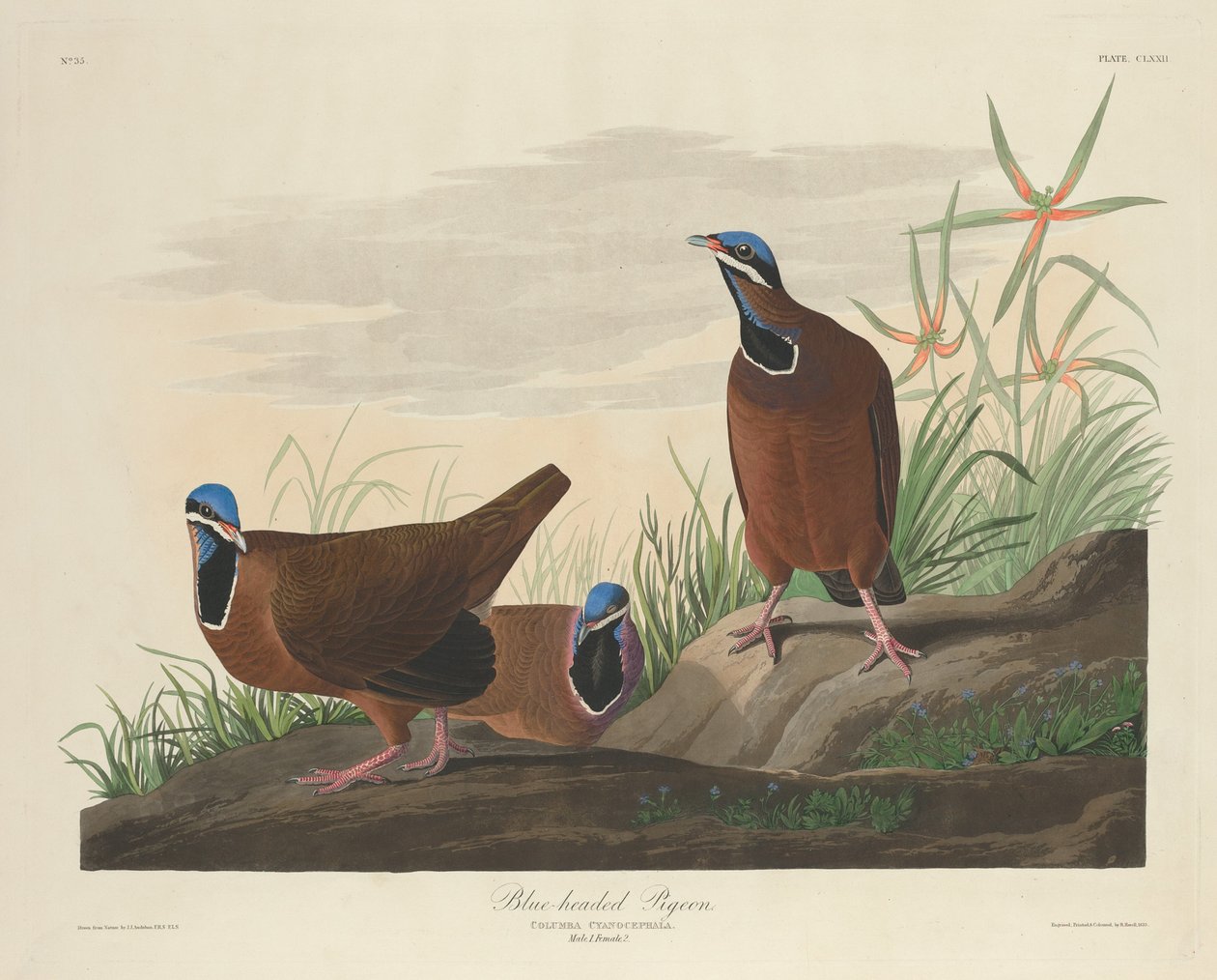 Gołąb niebieskogłowy, 1833. autorstwa Robert Havell