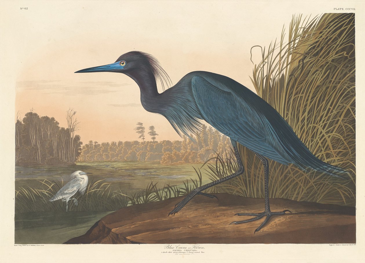 Blue Crane lub Heron, 1836. autorstwa Robert Havell