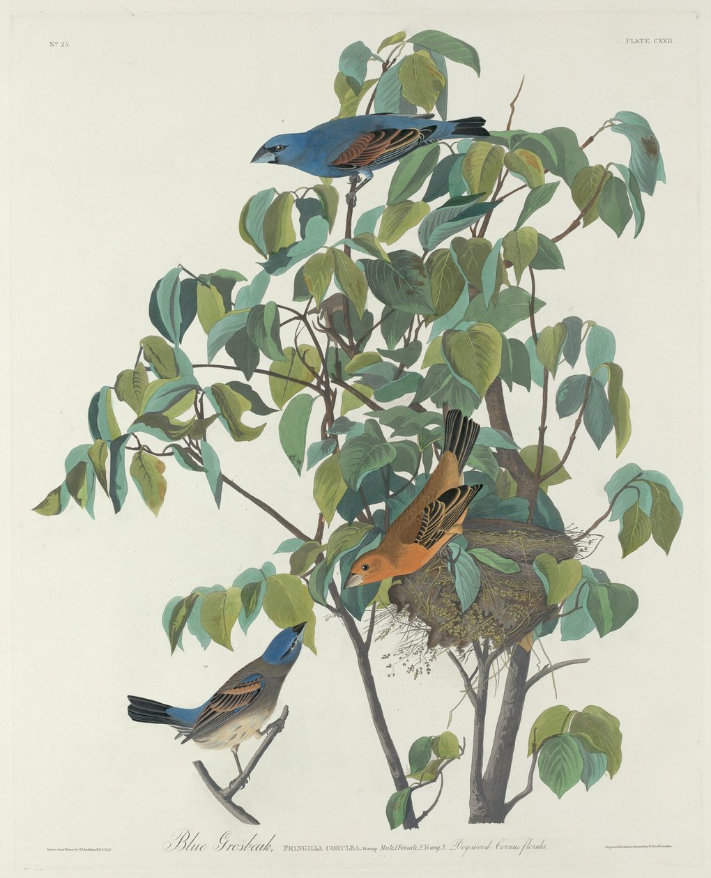 Niebieski grubodziób, 1831. autorstwa Robert Havell