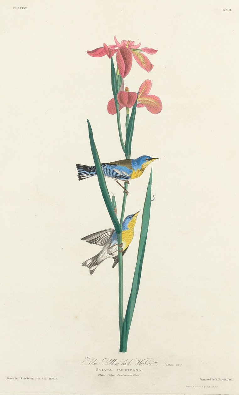 Pokrzewka niebieska żółtogrzbieta, 1827. autorstwa Robert Havell