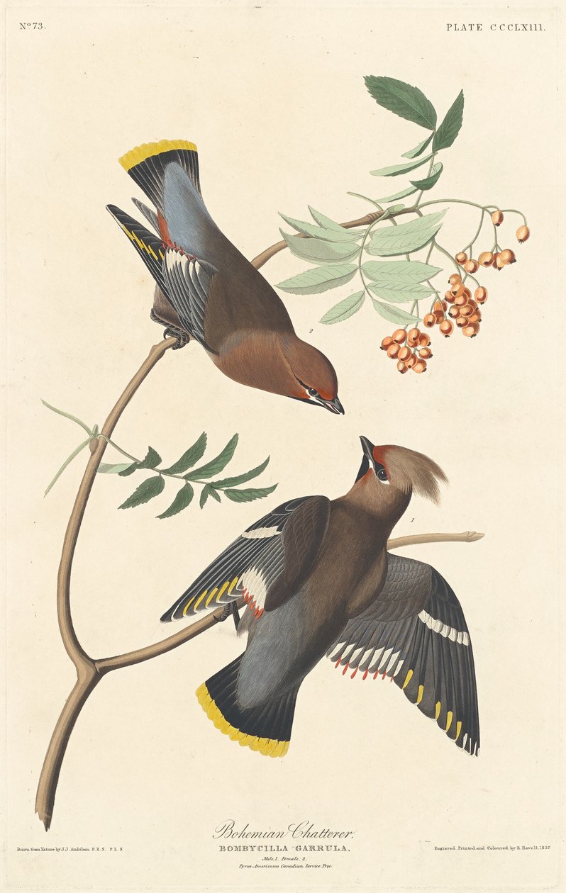 Czeski gaduła, 1837. autorstwa Robert Havell