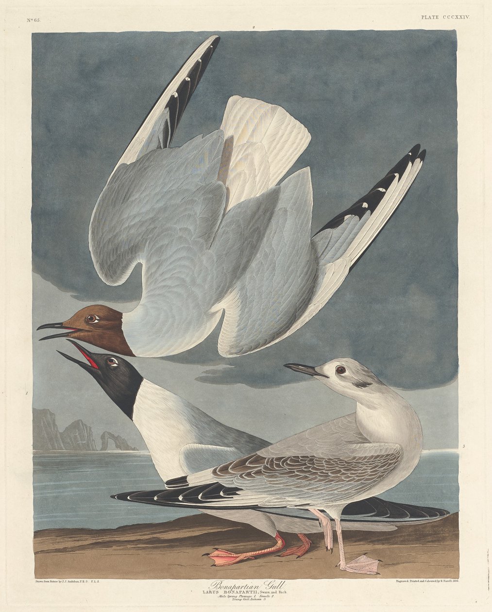 Bonapartian Mewa, 1836. autorstwa Robert Havell