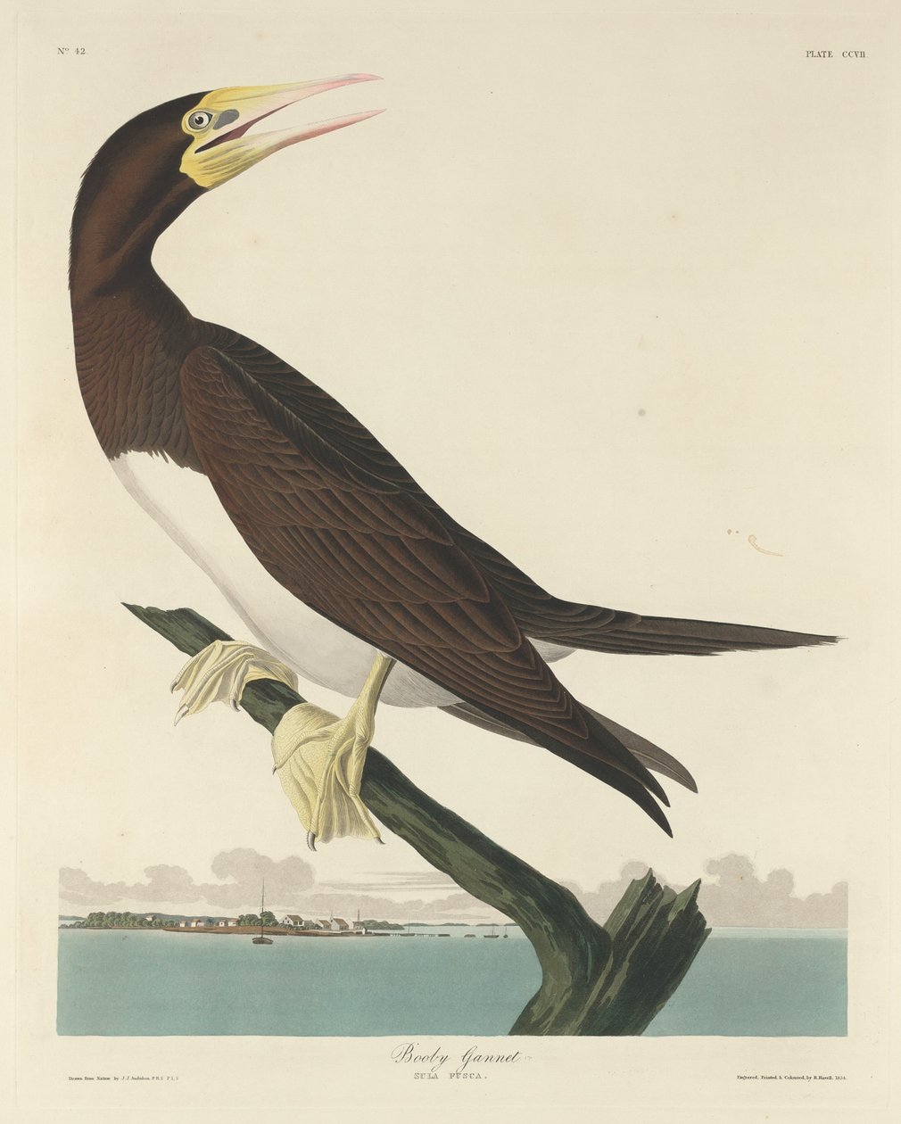 Boby Gannett, 1834. autorstwa Robert Havell